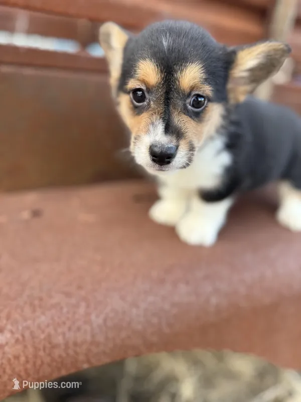 Tazz🌪️ – Cardigan Welsh Corgi, Pembroke Welsh Corgi puppy for sale in Durant, OK