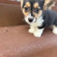 Tazz🌪️, a male Cardigan Welsh Corgi and Pembroke Welsh Corgi for sale in Durant, OK – Photo 1 of 10