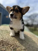 Tazz🌪️, a male Cardigan Welsh Corgi and Pembroke Welsh Corgi for sale in Durant, OK – Photo 2 of 10