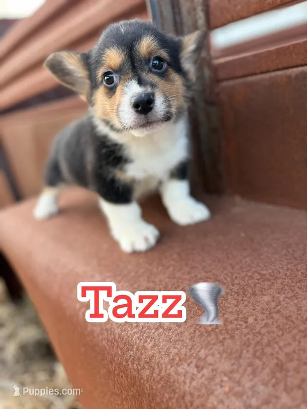 Tazz🌪️