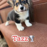 Tazz🌪️, a male Cardigan Welsh Corgi and Pembroke Welsh Corgi for sale in Durant, OK – Photo 4 of 10
