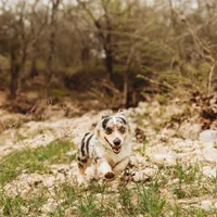 Tazz🌪️, a male Cardigan Welsh Corgi and Pembroke Welsh Corgi for sale in Durant, OK – Photo 10 of 10