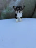 Tazz🌪️, a male Cardigan Welsh Corgi and Pembroke Welsh Corgi for sale in Durant, OK – Photo 5 of 9