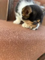 Tazz🌪️, a male Cardigan Welsh Corgi and Pembroke Welsh Corgi for sale in Durant, OK – Photo 7 of 9