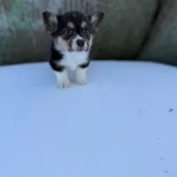 Tazz🌪️, a male Cardigan Welsh Corgi and Pembroke Welsh Corgi for sale in Durant, OK – Photo 7 of 10