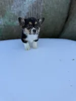 Tazz🌪️, a male Cardigan Welsh Corgi and Pembroke Welsh Corgi for sale in Durant, OK – Photo 3 of 9