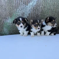 Tazz🌪️, a male Cardigan Welsh Corgi and Pembroke Welsh Corgi for sale in Durant, OK – Photo 6 of 10