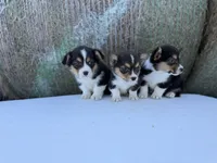 Tazz🌪️, a male Cardigan Welsh Corgi and Pembroke Welsh Corgi for sale in Durant, OK – Photo 6 of 9
