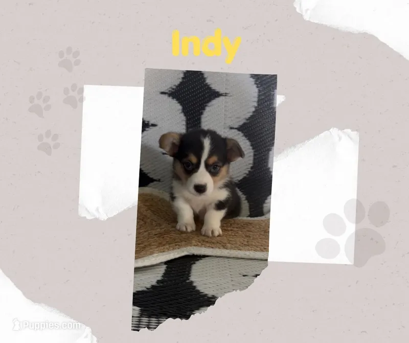 Indy - American Corgi – Cardigan Welsh Corgi, Pembroke Welsh Corgi puppy for sale in Durant, OK