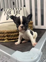 Clarabelle- AKC, a female French Bulldog for sale in Durant, OK – 3 of 5
