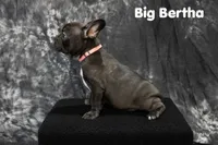 Big Bertha- Brindle, a female French Bulldog for sale in Durant, OK – 2 of 10