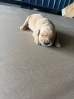 River CKC, a male Golden Retriever for sale in Durant, OK – 7 of 8