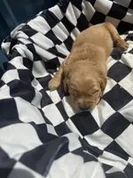 Sunny CKC, a male Golden Retriever for sale in Durant, OK – 5 of 5