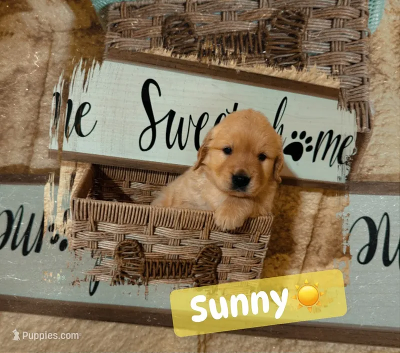 Sunny CKC – Golden Retriever puppy for sale in Durant, OK