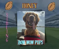 Carolina- AKC-dad DNA Health tested, a female Golden Retriever for sale in Durant, OK – 5 of 6