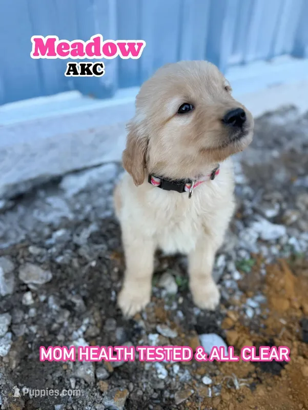 Meadow AKC Mom Health Tested