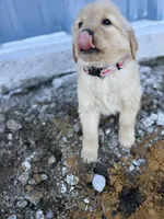 Meadow AKC Mom Health Tested, a female Golden Retriever for sale in Durant, OK – Photo 3 of 10