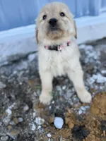 Meadow AKC Mom Health Tested, a female Golden Retriever for sale in Durant, OK – Photo 2 of 10