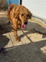 Meadow AKC Mom Health Tested, a female Golden Retriever for sale in Durant, OK – Photo 10 of 10