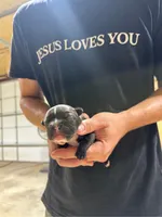 Big Bertha- AKC, a female French Bulldog for sale in Durant, OK – 4 of 5
