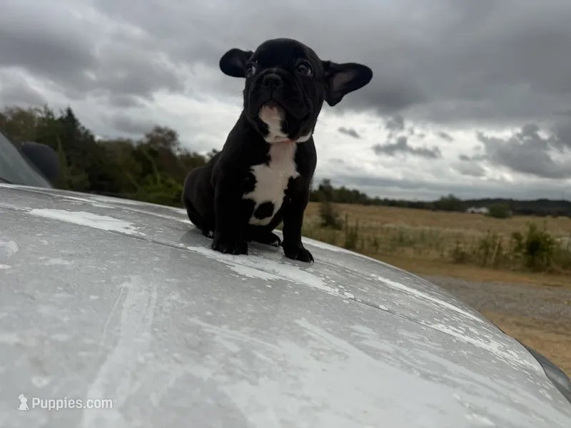 Big Bertha- AKC – French Bulldog puppy for sale in Durant, OK