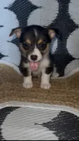 Lady Liberty- American Corgi, a female Cardigan Welsh Corgi and Pembroke Welsh Corgi for sale in Durant, OK – 5 of 10