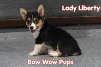 Lady Liberty- American Corgi DiScOuNtEd, a female Cardigan Welsh Corgi and Pembroke Welsh Corgi for sale in Durant, OK – 2 of 10