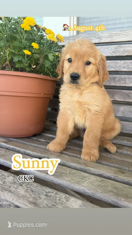 Sunny CKC – Golden Retriever puppy for sale in Durant, OK