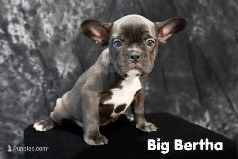 Big Bertha- Brindle – French Bulldog puppy for sale in Durant, OK