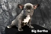 Big Bertha- Brindle, a female French Bulldog for sale in Durant, OK – 1 of 10