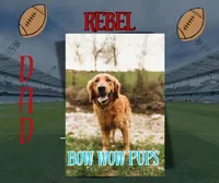 Carolina- AKC-dad DNA Health tested, a female Golden Retriever for sale in Durant, OK – 3 of 6