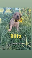 Blitz- AKC- Dad DNA tested, a female Golden Retriever for sale in Durant, OK – 3 of 7