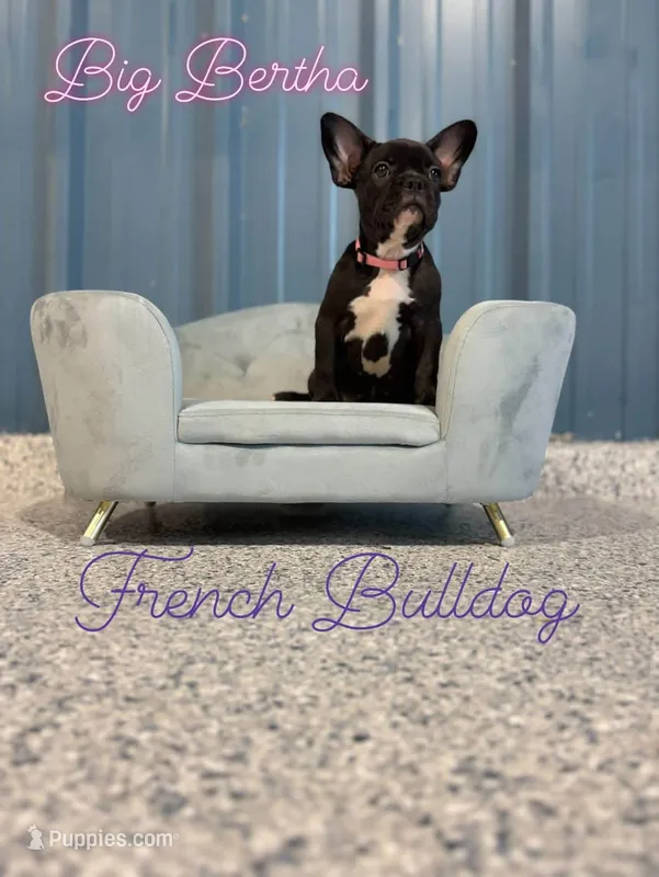 Big Bertha- Brindle – French Bulldog puppy for sale in Durant, OK