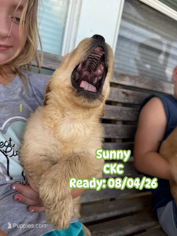 Sunny CKC – Golden Retriever puppy for sale in Durant, OK