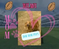 Blitz- AKC- Dad DNA tested, a female Golden Retriever for sale in Durant, OK – 4 of 7