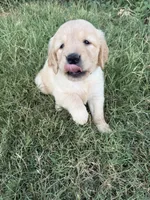 Raven-AKC - dad dna healthy tested, a female Golden Retriever for sale in Durant, OK – 2 of 6