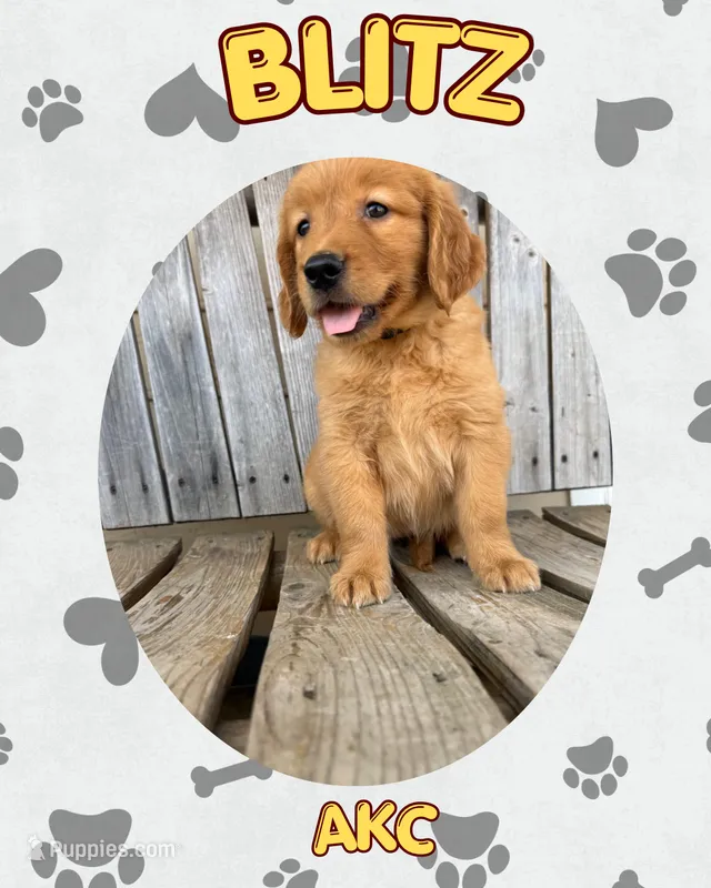 Blitz- AKC- Dad DNA tested – Golden Retriever puppy for sale in Durant, OK