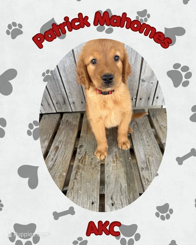 Patrick Mahomes- AKC-dad dna tested – Golden Retriever puppy for sale in Durant, OK