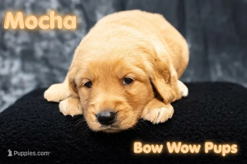 Mocha – Golden Retriever puppy for sale in Durant, OK