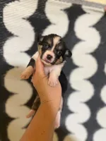 ROCKET - American Corgi, a male Cardigan Welsh Corgi and Pembroke Welsh Corgi for sale in Durant, OK – 3 of 7