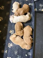 Patrick Mahomes- AKC, a male Golden Retriever for sale in Durant, OK – 3 of 4