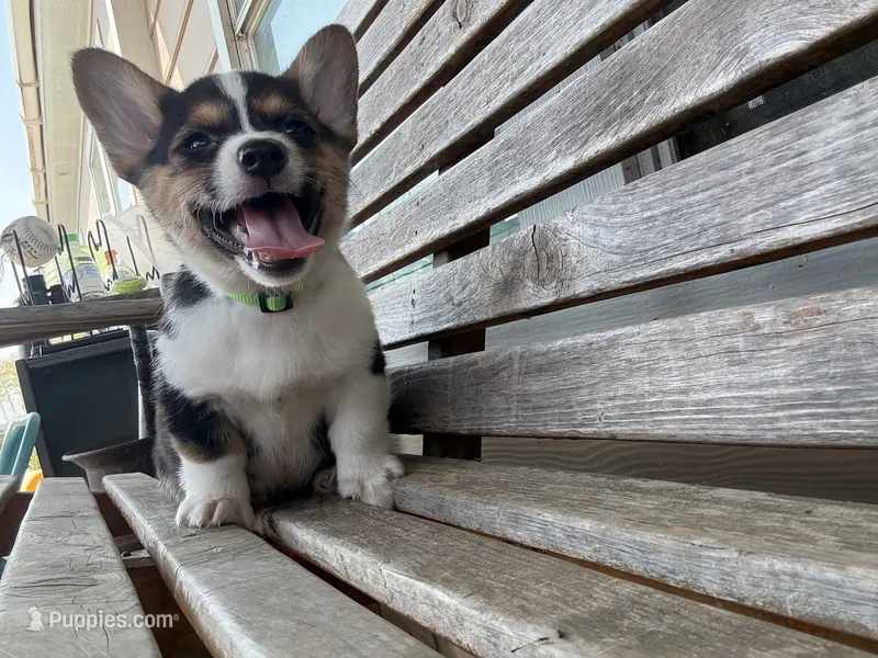 ROCKET - American Corgi – Cardigan Welsh Corgi, Pembroke Welsh Corgi puppy for sale in Durant, OK