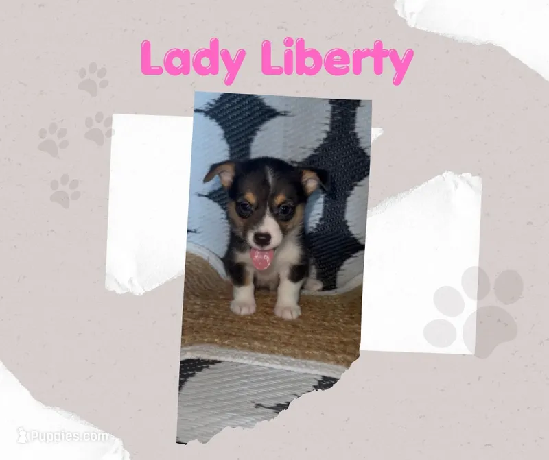 Lady Liberty- American Corgi – Cardigan Welsh Corgi, Pembroke Welsh Corgi puppy for sale in Durant, OK