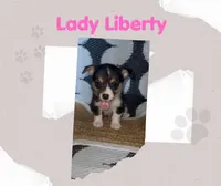 Lady Liberty- American Corgi, a female Cardigan Welsh Corgi and Pembroke Welsh Corgi for sale in Durant, OK – 4 of 10