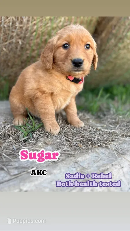 Sugar- AKC parents Hlth tsted