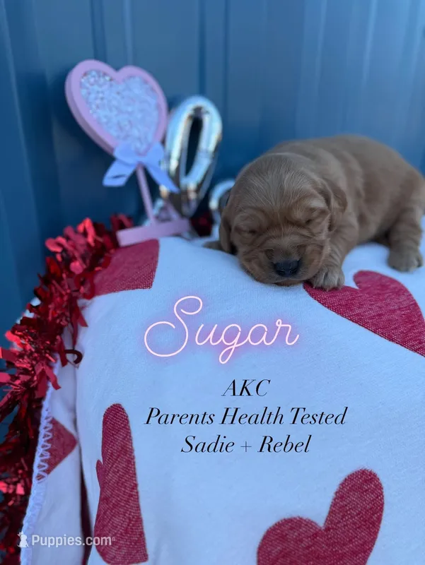 Sugar- AKC parents Hlth tsted
