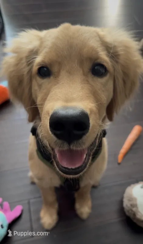 Jaxon AKC  Health Tested Clear, a male Golden Retriever for sale in Durant, OK – 1 of 5