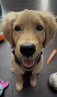 Jaxon AKC  Health Tested Clear, a male Golden Retriever for sale in Durant, OK – 1 of 5