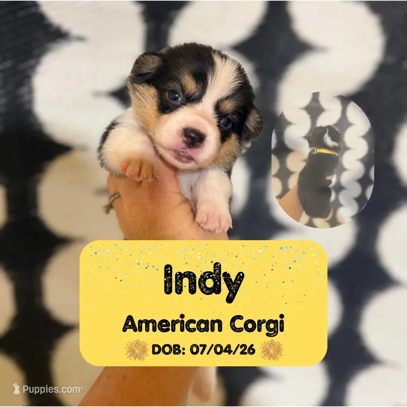 Indy - American Corgi – Cardigan Welsh Corgi, Pembroke Welsh Corgi puppy for sale in Durant, OK