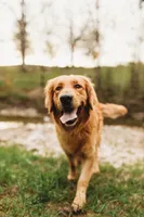 Honey- AKC parents hlth tested, a female Golden Retriever for sale in Durant, OK – Photo 2 of 4
